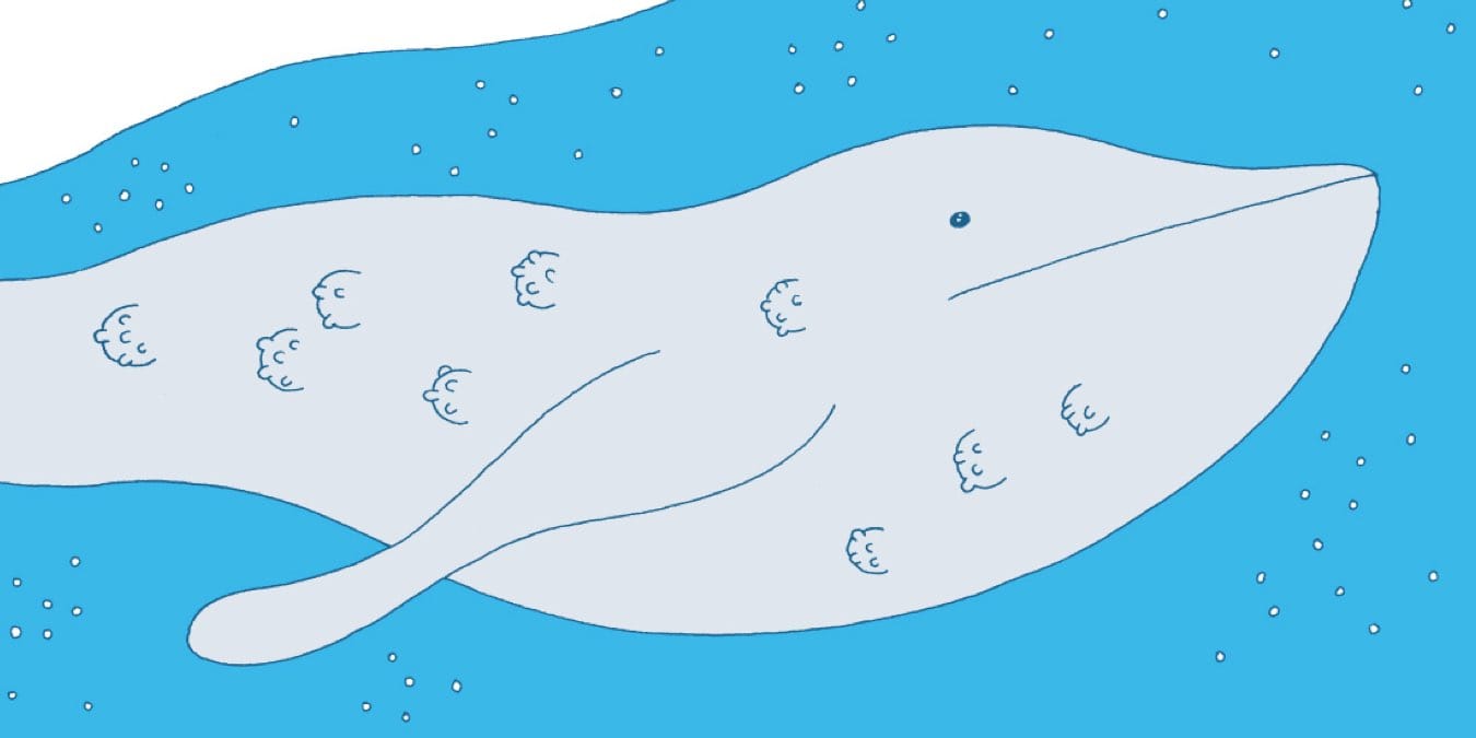 Illustration de l'article